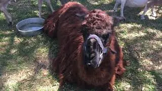 A llama at a petting zoo