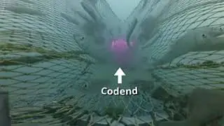 Dive into fishing gear innovation to avoid unwanted bycatch