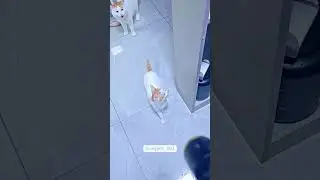 kucing kaget lucu #cat #cats #catshorts #fun #funny #funnyvideo #kucing