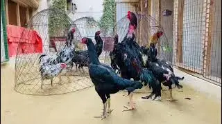 Shamoo Fighter Rooster Chicken. Big Size Hens Breed. Aseel Murgha