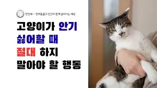 고양이가 안기 싫어할 때 절대 하지 말아야 할 행동 - 롱폼