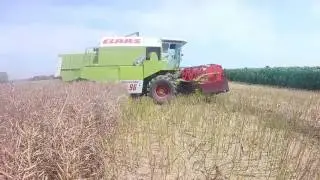 Akcja rzepak 2016 !!!