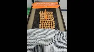 TELUR SPESIAL GERMANIUM (HAPPY DREAM SAMARINDA)