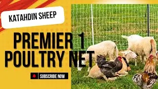 Premier 1 Electric Poultry Fence for our Katahdin Sheep and occasionally chickens #ranchinonmission