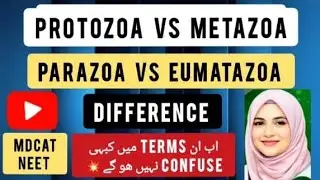 Parazoa | Metazoa | Eumetazoa | Protozoa - Class 11 Biology (1st Year) Difference Explained