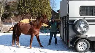 Aster | 2023 Morgan Filly for Sale | OCF Twilight Teah