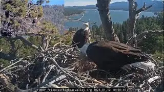 Shadow brings fluff and covers in the nest's bowl 12.01.2026 @FOBBVCAM