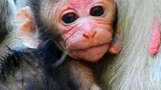 Newborn Sami feel fresh after got plenty of milk, Newborn Sami better swollen on face and pretty now