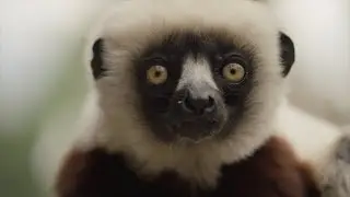 Visit Africa Rocks & Help End Extinction