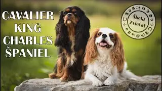 Škola Zvierat - Cavalier King Charles Španiel