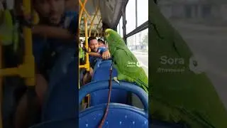 OLHA O QUE O PAPAGAIO FALOU NO ONIBUS TENTE N&Atilde;O RIR #shorts #series #filmes #cenas #memes #novela