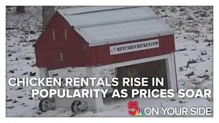 Chicken rentals rise in popularity as egg prices soar