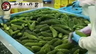 Japanese Mass Production   Japan Modern Food Factory Processing Line Compilation 2023#2