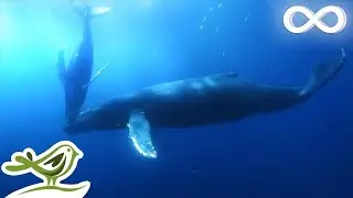 Planet Earth: Beautiful Relaxing Deep Sleep Music by Peder B. Helland for Soothing Relaxation