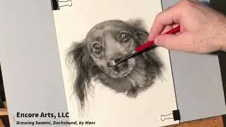 Drawing Sammi, a Dachshund, by Marc (Encore Arts, LLC)