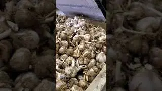 Garlic stem and root cutting machine. Ontario Garlic.