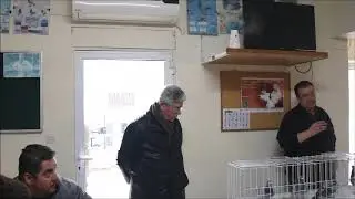 racing pigeons Δημοπρασία περιστεριών στον σύλλογο 05 Εύοσμος  2