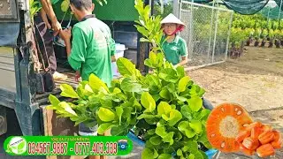 M&iacute;t ruột đỏ gốc 1p3 đến 1p5 gi&aacute; hợp l&yacute; cho nh&agrave; đầu tư trồng số lượng nhiều