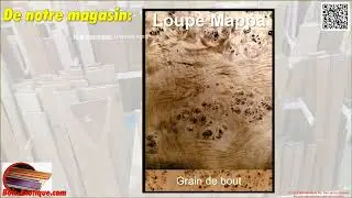 Loupe de Mappa (Populus nigra)