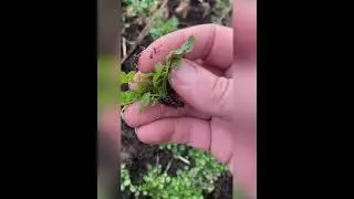 Hairy bitter cress identification