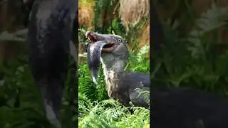 Shoebill Stork Eating Catfish