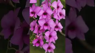 Flower Pictures