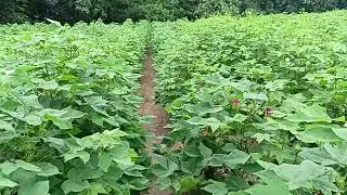 Effective insecticide combination against trips....   थ्रिप्स के लिए असरदार इंसेंटिसाइड का कंबीनेशन