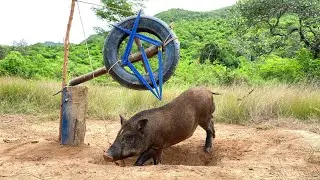 Best Creative Wild Pig Trap Using Wood& Big Airplane tires #shortvideo