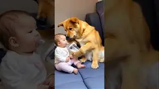 Dog feeds baby milk 😱🤣🍼👶🏻❤️🚀🌈✅