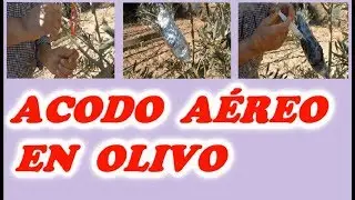 Acodo Aéreo en Olivo // Todo Huerta y Jardín