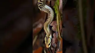 Firefly Vertical 9 16 macro style wildlife video, set in a humid West African forest floor covered i