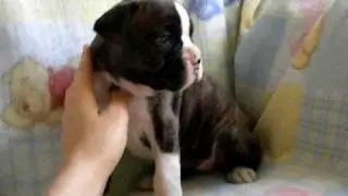 Boxer Puppy  