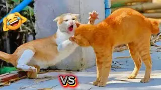 Cat vs Cat: The Ultimate Showdown