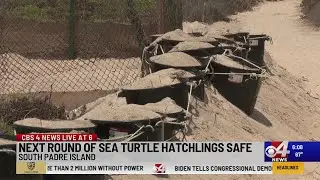 Sea Turtle Inc.: Endangered turtle eggs are safe