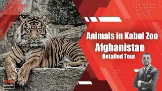 Animals in Kabul Zoo, Afghanistan | Detailed Review at GMT Archive