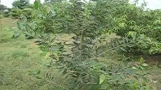 mahua trees in Dr MGr Farms