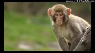 Monkey Screaming Type Beat