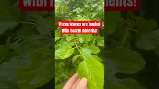 Did you know Mulberry tree leaves are loaded with benefits? #health #healthy #plants #remedies #diy