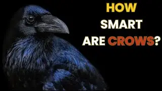 The Terrifying Intelligence of Crows