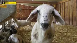 Klantervaring Zorgboerderij Daalhoeve in Maastricht.