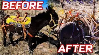 How Many Elk Antlers Can a Donkey Carry? (Shed Tour EP 2)