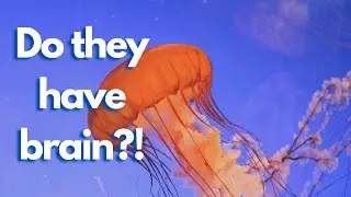 Exploring Animal Brains: do animals need brain?|