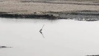 Grey heron: Junput, East Midnapore, West Bengal India