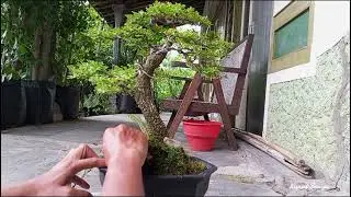 Perawatan Pembersihan Gulma Pada Kawista Batu(@kupritbonsai )