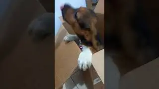Littlle dog wanna kiss me #animal #biology #nature #doglover #dog