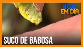 Suco de babosa é bom para o intestino? Thiago Servo e Erick Ricarte respondem