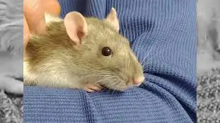 Rattie Love: Tesla Chittering & Snuggles (2021)