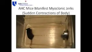 3rd Alternating Hemiplegia of Childhood Day- AHC Mouse Model Presentation