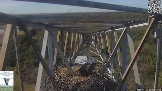 11 25 25 John Bunker Sands eagle nest activity