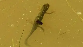 Newts full session UNEDITED